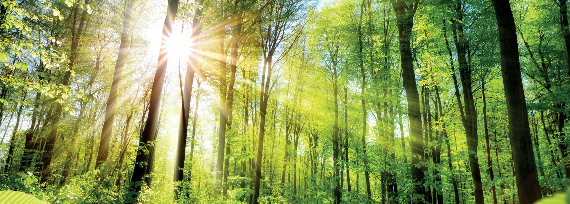Environmental Clearance